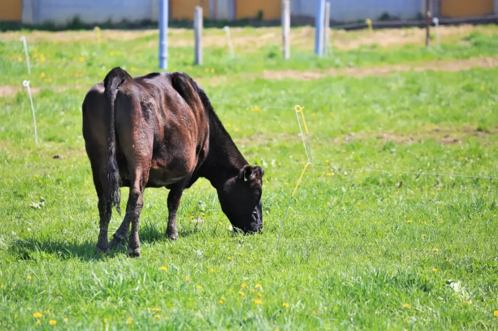 五島牛黒毛和牛